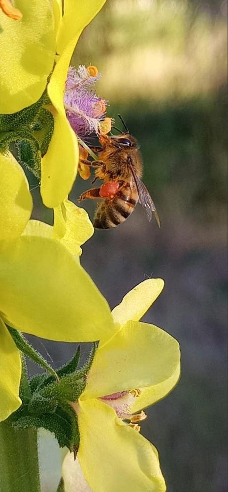 APIUNISEXTA destaca el rol clave de las abejas para la agricultura y el medioambiente de la Región de O’Higgins